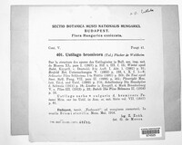 Ustilago bullata image